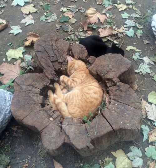 cutepetsuwu: an cat sleeping in tree stumps
