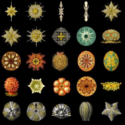 modhero:Ernst Haeckel - Artist, biologist, naturalist.