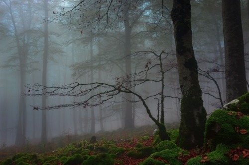 sweetd3lights:By Rashid Sabzali