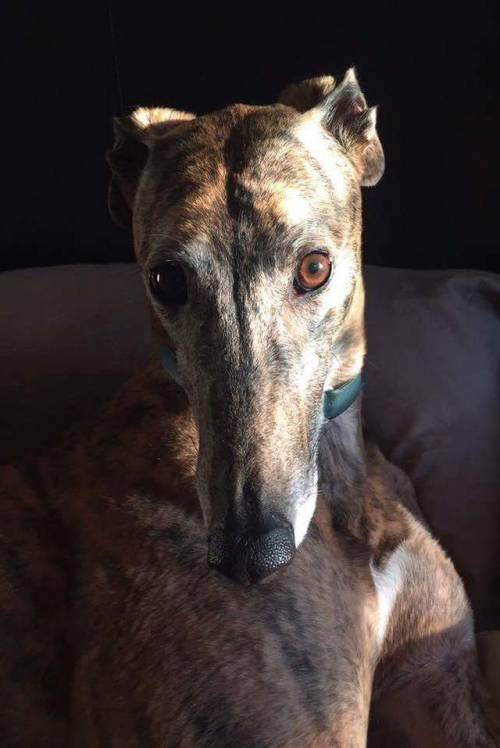 galtx: Tia Dalma is breathtaking! What’s your favorite color of greyhound?