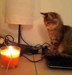 kittykittykittykittykitty:  This is Gandalf. She was so cute, I took a photo. Then I noticed she was actually watching my burning charger…