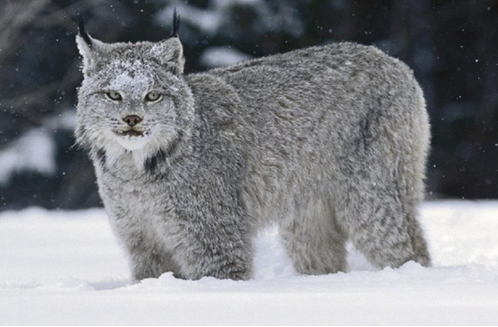 8 Cats That Embody The Struggles of Binding