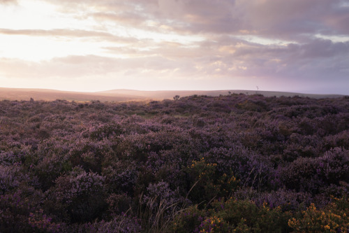 ardley: The Quantock Hills This is the most incredible time of year - the end of English Summer. The