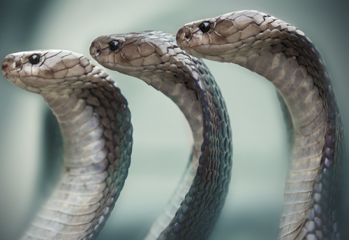 exotic-venom: (Naja naja) common cobra, Indian cobra, spectacled cobra