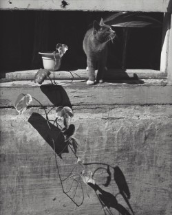marckald:Kees Scherer     Cat in Naples , Italy   1958-1963  