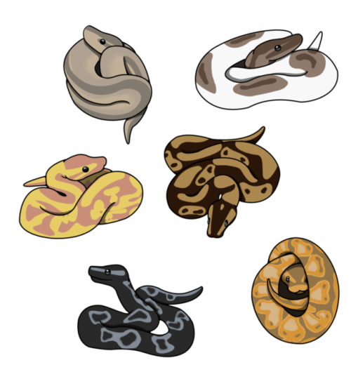 kristindillonart:Some cute little ball pythonsAvailable on Redbubble