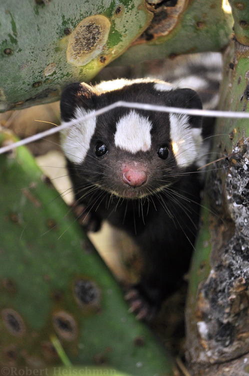 end0skeletal-undead:  Western Spotted Skunk by adult photos