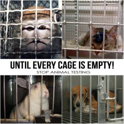 siamotuttiantifascisti:  Stop animal testing, stop animal eating, stop fucking every kind of animal abuse.