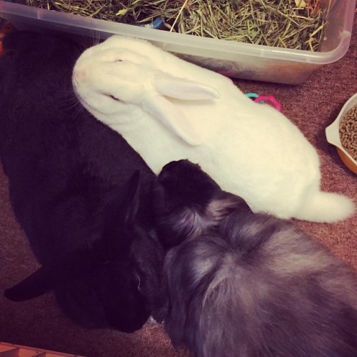 Fluffy bunny pile ❤️❤️❤️ #bunnymama #bunnymom #rabbitsofinstagram #houserabbitsofinstagram #flemishg