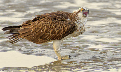 Eastern Osprey (Pandion cristatus)© Chris Burns