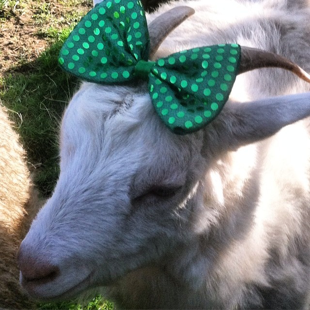 2ufarm:
“Happy St.Patrick’s Day! #goats #organic #soap #2UFarm www.2UFarm.com (at 2UFarm Ridgefield WA)
”