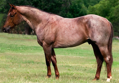 Blue roan quarter horse stallion