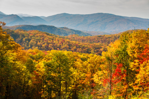 theencompassingworld:  about-usa: Great Smoky Mountains National Park - North Carolina - USA (by Chris Gafford)   The World Around Us