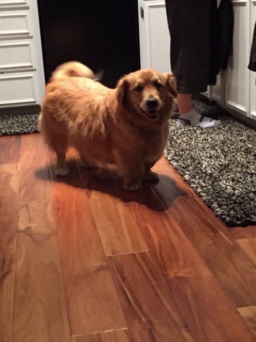 babyanimalgifs:  Meet the half corgi, half golden retriever