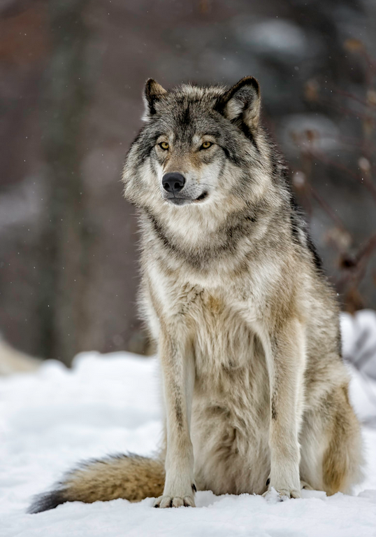 sisterofthewolves:  Picture by Daniel Parent  