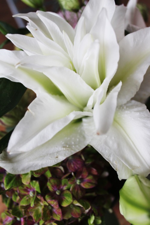 grief-petals:  okay but double lilies though. 