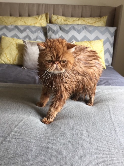 Not a happy kitty after bath time!