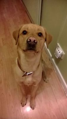 handsomedogs:  Paddy the four year old Lab