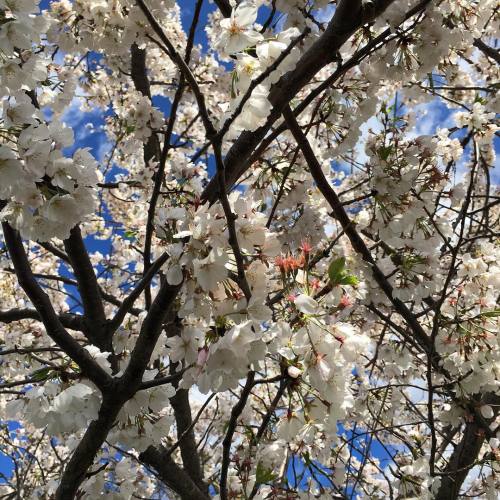 I ❤️ spring #Louisville #kentucky #springtime #flowers #appletree #blossoms