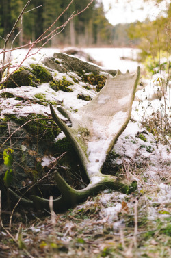 greenmountainwitch:  Moose Antler, Seabeck