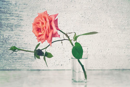 “A single rose can be my garden; a single friend, my world.”― Leo Buscaglia