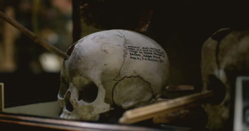 fallbabylon:Ceremonial skulls, Pitt Rivers Museum, Oxford