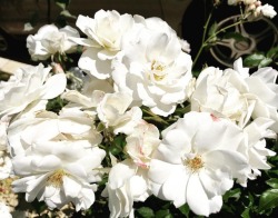 Roses (at Hacienda Pèrez-Garcia)