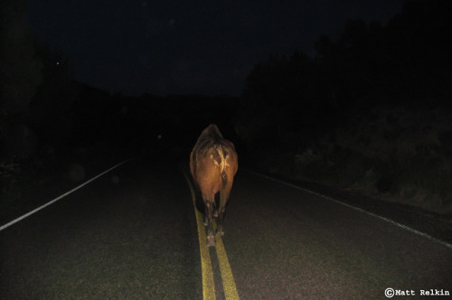 nolonelyroads:Bison, Theodore Roosevelt National Park, ND