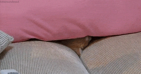 i-justreally-like-cats-okay:  CAT 