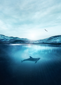 drxgonfly:  dolphin light (by Sean Gladwell)