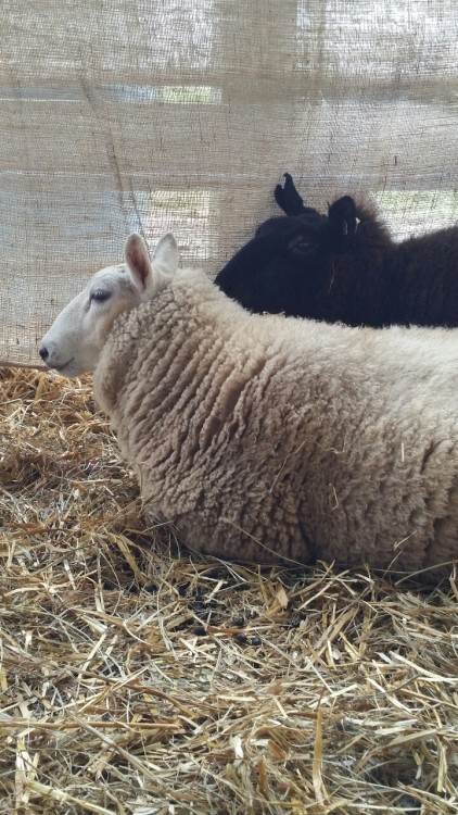 Sex Cute sheepies from the wool fair over the pictures