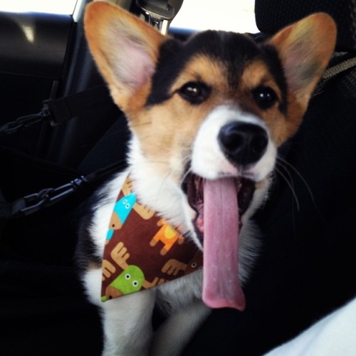 XXX lovemycorgi:  Holy long tongue!!!!! #corgi photo