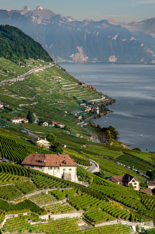 allthingseurope:Lavaux, Switzerland (by MaxatneP)