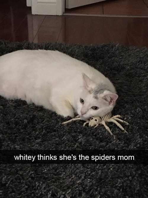 animalsnaps
