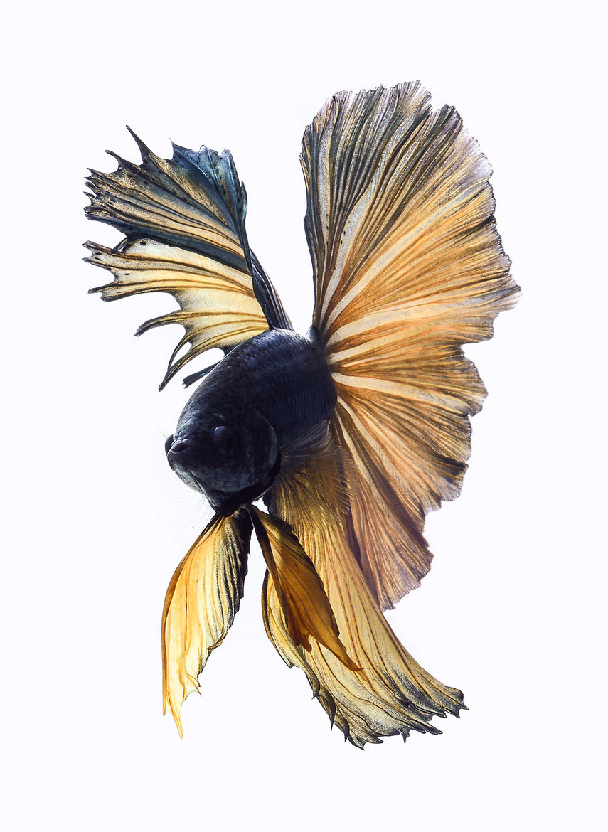 earthandanimals:   Siamese Fighting fish by visarute angkatavanich 