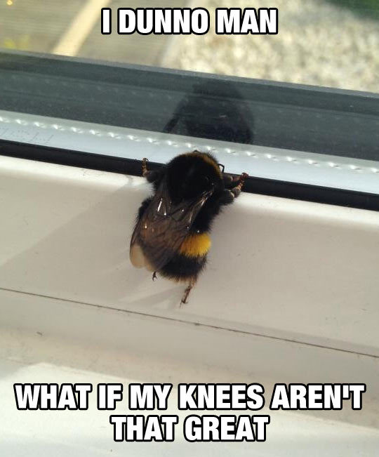advice-animal:  Poor Little Beehttp://advice-animal.tumblr.com/ 