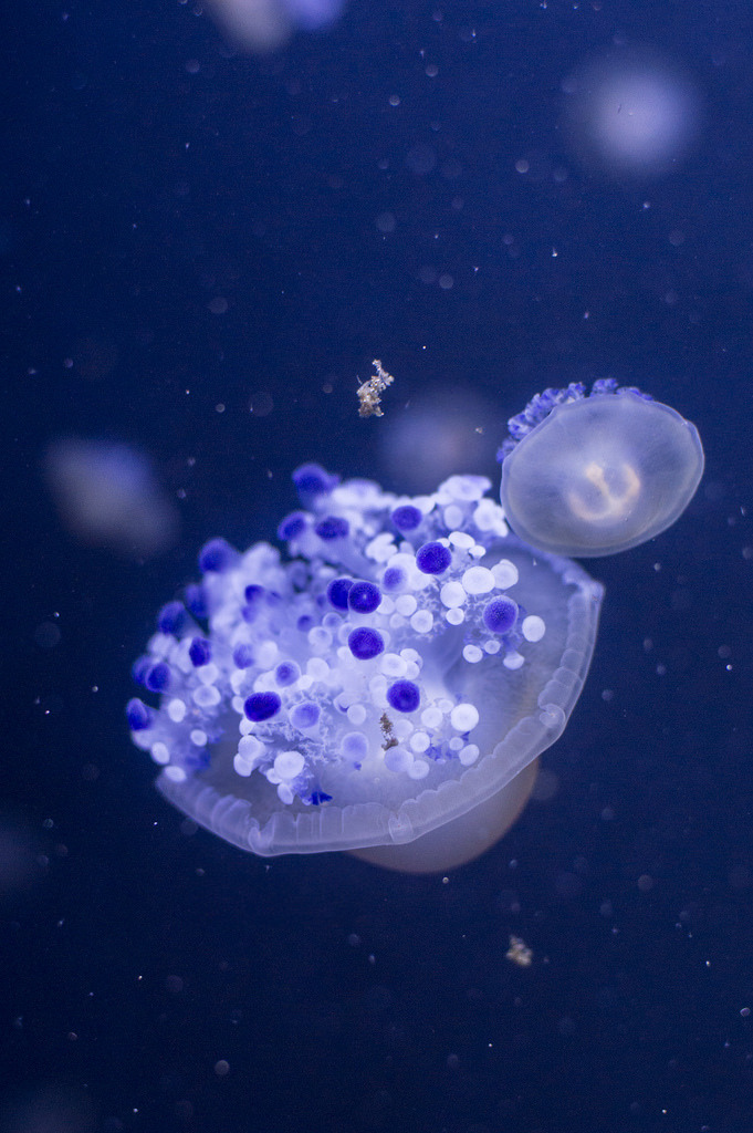 oceanographic:  DSC_1347 (by Haluk C.) 