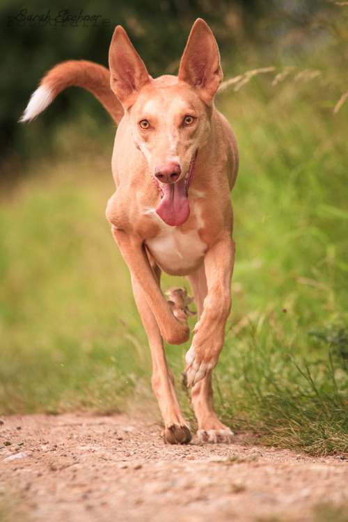 qualitydogs:Paco by S. Elschner