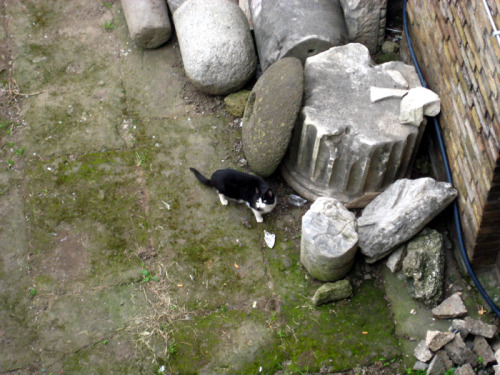 terpsikeraunos:@chthonic-cassandra here are some pictures i took of cats in rome!