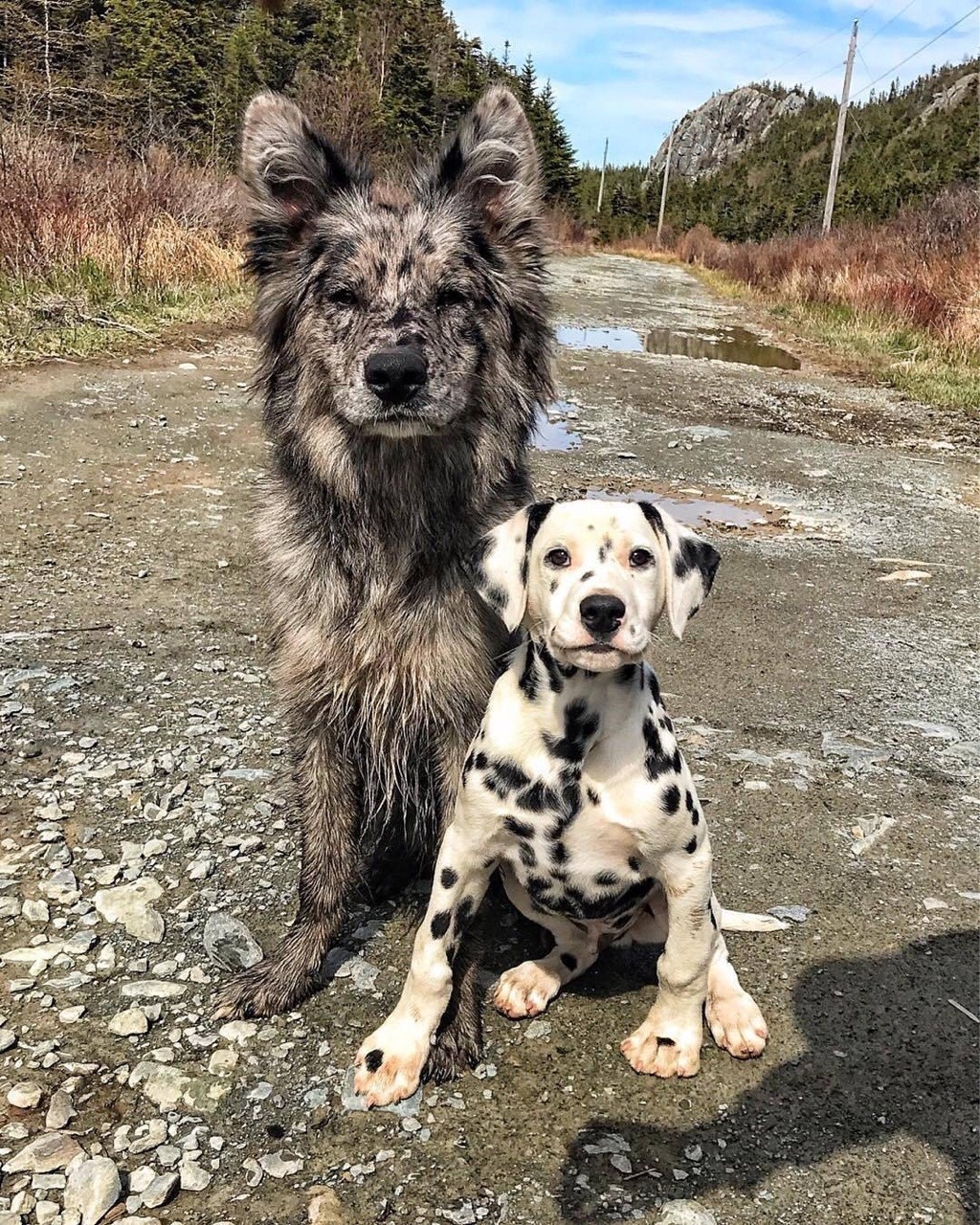 doggosource:  camouflage 