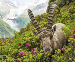 superbnature:  Bouquetin des Alpes by julienlaurancy