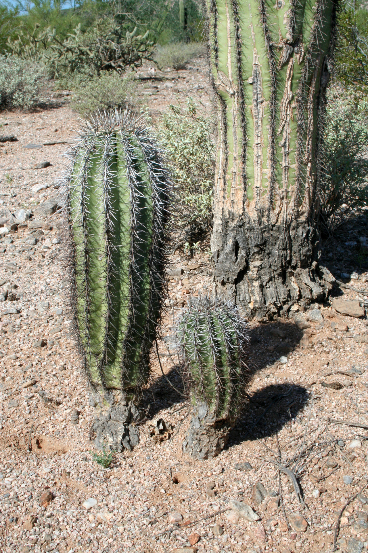 Offspring / Sonoran Desert National Monument, Arizona
Ultimately, this little guy probably doesn’t stand a chance, but he looks strong for now.
Anyone have any good research on (1) saguaro distribution patterns and (2) maturation rates...