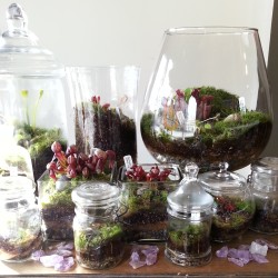 vomitus-creeper:  belfryoddities:  We just received a huge shipment of carnivorous terrariums! Lots of different Sundews, Venus Flytraps, Pings, Pitcher plants and Cobra lily!  HEAVEN