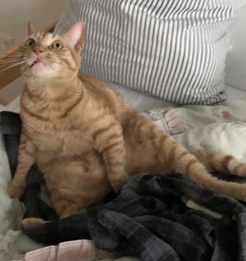 his new name: “CHUMBLES”