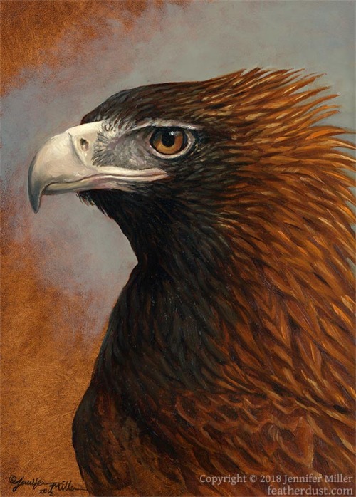 Top: Fynath, a gryphonBottom: Wedge-Tailed Eagle portraitBoth are 5″x7″ painted in oil. Commissions 