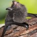 yourgothboyfriend:manywinged:manywinged:my favorite thing about bats is when they