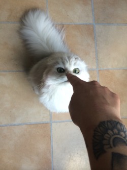 cute-overload:Boop