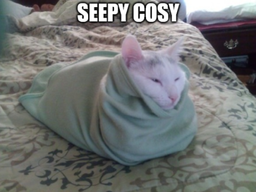 sweaterspoons:fxaa:[image description: a photo of a cat laying on a bed, wrapped in a small blue bla