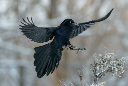Great-tailed Grackle Appreciation Post