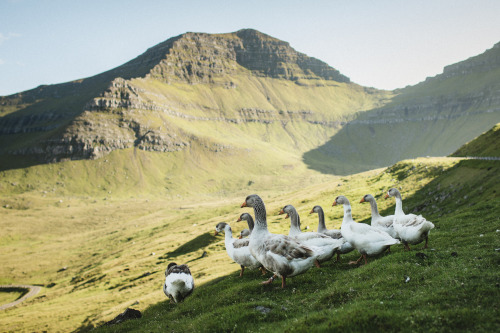 stephaniedolen: eysturoy, faroe islands